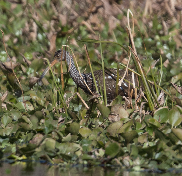 %_tempFileName2018%20%201%2015%20Audubon%20trip%20B_12%