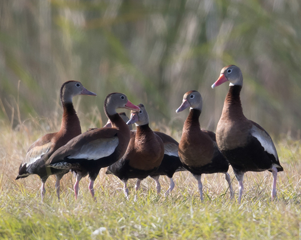 %_tempFileName2018%20%201%2015%20Audubon%20trip%20B_50%
