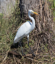 %_tempFileName2018%20%201%2015%20Audubon%20trip%20B_10%