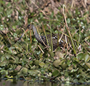 %_tempFileName2018%20%201%2015%20Audubon%20trip%20B_12%
