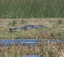%_tempFileName2018%20%201%2015%20Audubon%20trip%20B_14%