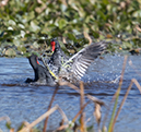 %_tempFileName2018%20%201%2015%20Audubon%20trip%20B_18%