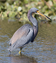 %_tempFileName2018%20%201%2015%20Audubon%20trip%20B_24%