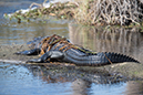 %_tempFileName2018%20%201%2015%20Audubon%20trip%20B_25%