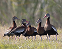 %_tempFileName2018%20%201%2015%20Audubon%20trip%20B_50%