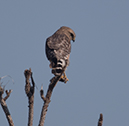 %_tempFileName2018%20%201%2015%20Audubon%20trip%20B_8%