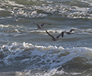 %_tempFileName2018%20%201%2015%20Audubon%20trip%20B_86%