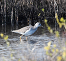 %_tempFileName2018%20%201%2015%20Audubon%20trip_41%