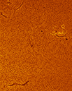%_tempFileName20121113_112532_L.mov_80PN%